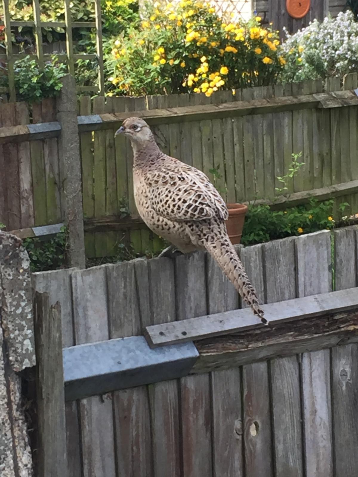 Mark Piggott took this photo of a pheasant that appeared in his garden a couple of weeks ago in Tolworth Road. He wondered how it managed to get there...