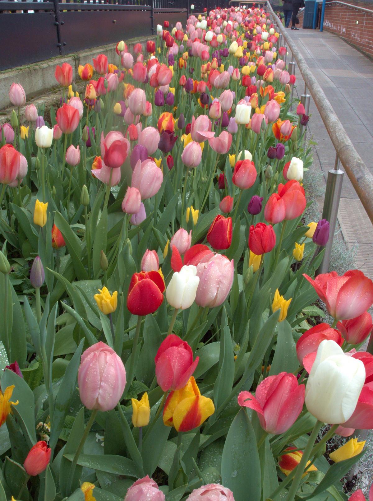 Cancer patient Fred Popplewell took this photo of a "fine display" of tulips outside St George's Hospital in Tooting.