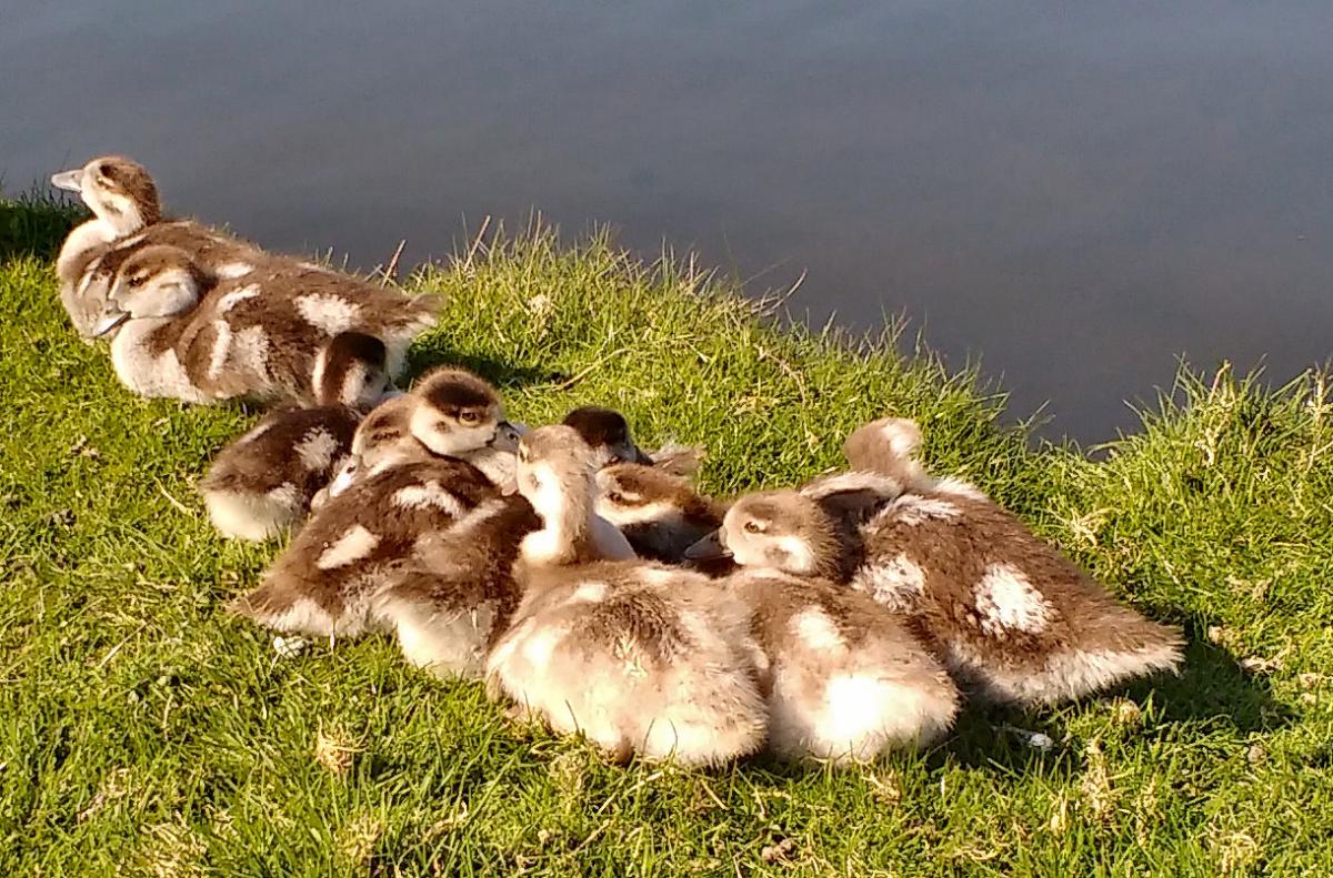 Andy Scott sent in this photo of Egyptian goslings in Home Park in Hampton Court, enjoying the sunshine. He said: The Egyptian geese nest very early, in this case in March, because they originated in sub-tropical Africa.