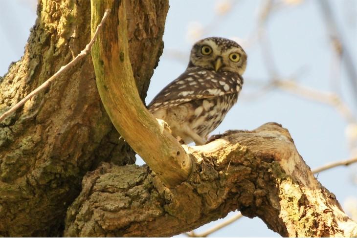 David Chare snapped this photo of a little owl perched in the trees in Richmond