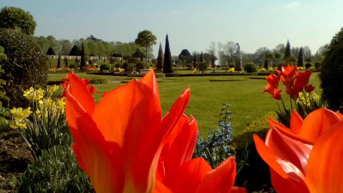 Steve Johnson took this photo of a "glorious" tulip display in Hampton Court Palace's privy garden