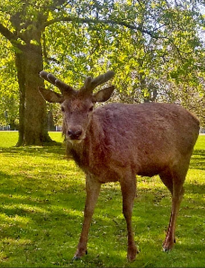 Matthew Sykes sent in this photo of a stony-faced deer in Bushy Park