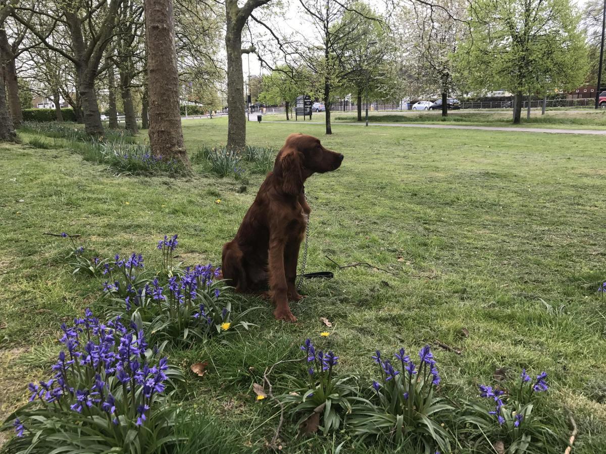 Seamus Joyce sent in this photo of his Irish Setter, Storm, enjoying the views of the Old Deer Park in Richmond