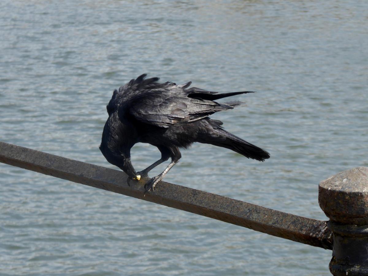 Verna Evans sent in this photo of a crow in Twickenham Embankment, enjoying a titbit he found