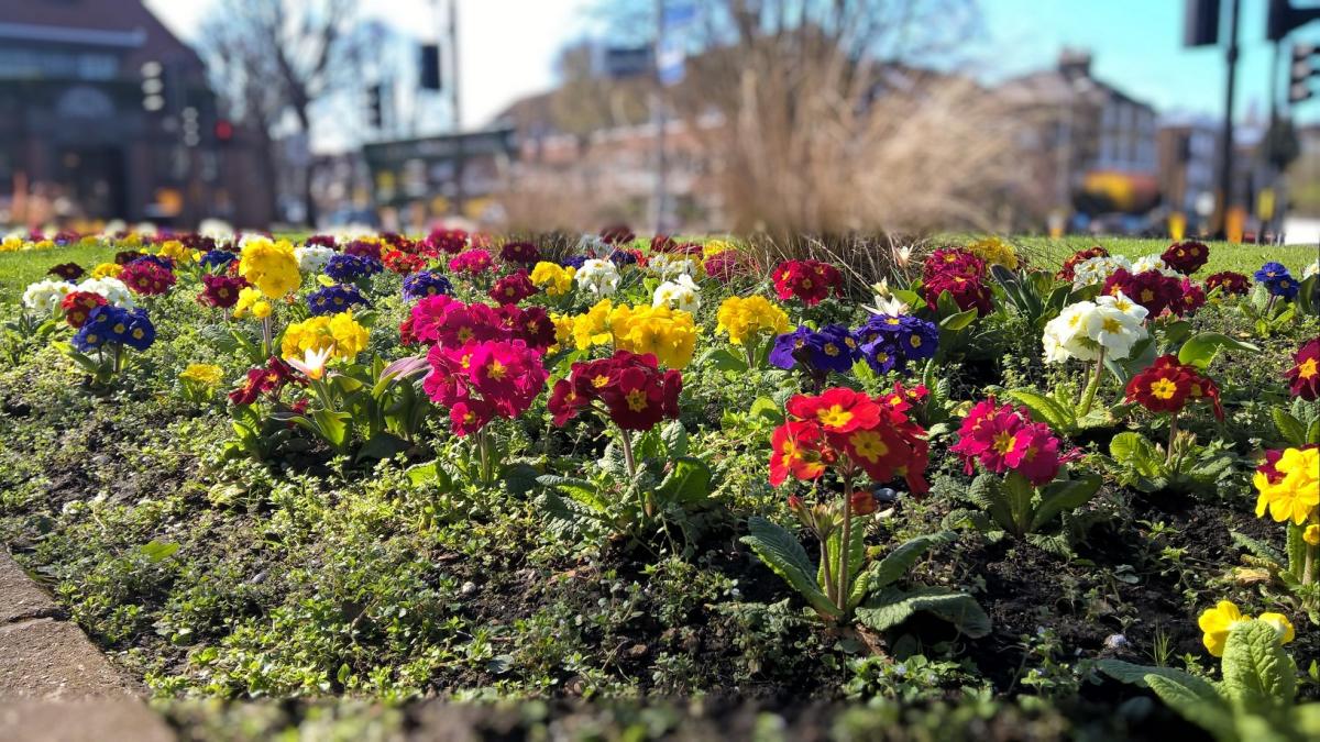 Matt Sykes sent in this photo of blooming flowers near the assembly rooms in Surbiton