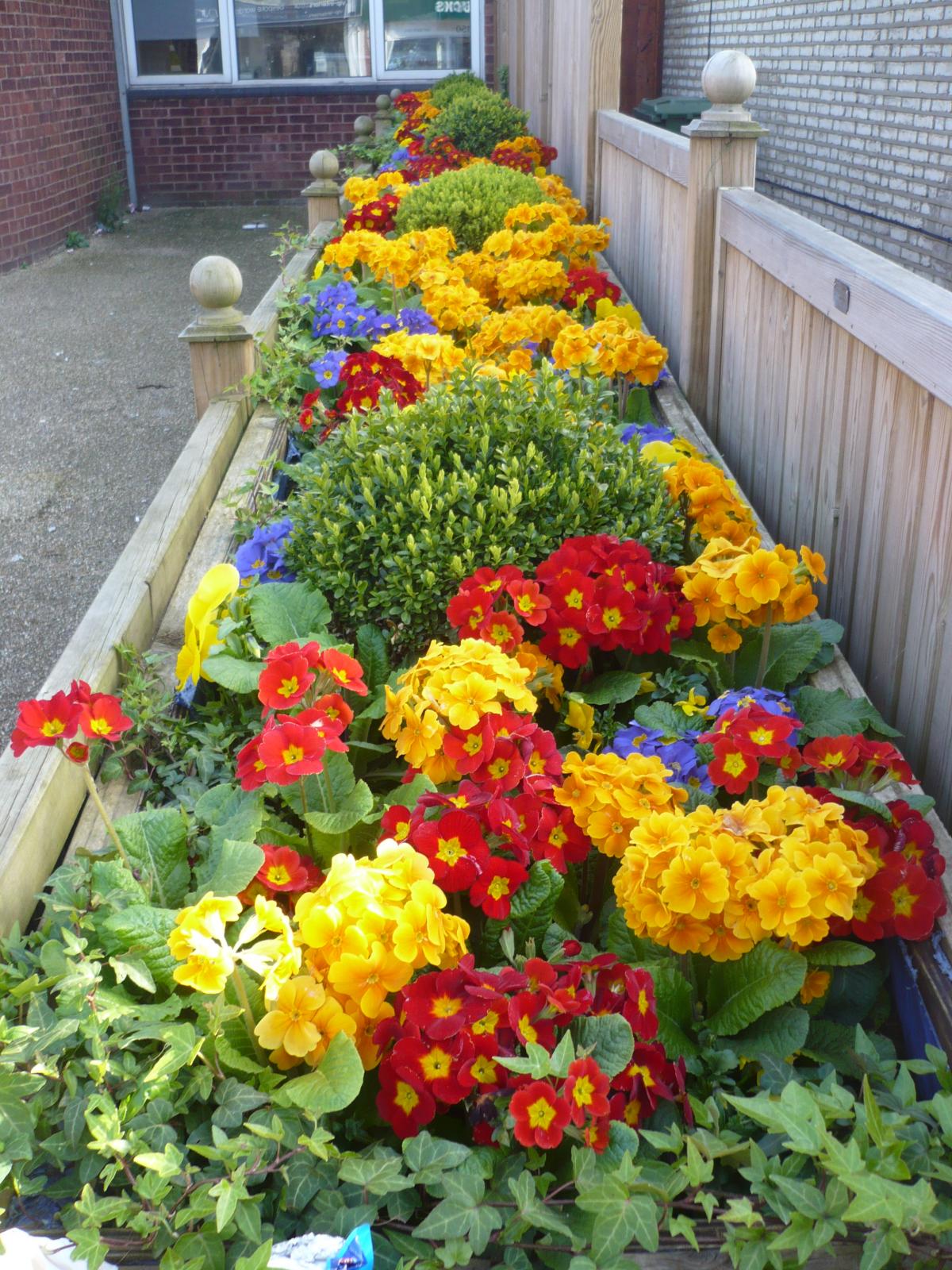 Mr H Noble sent in this photo of the flower boxes in full bloom outside Whitton Library.