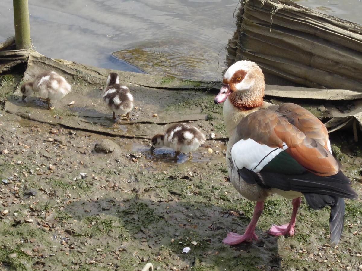 Verna Evans sent in this photo of an Egyptian Goose with her new family near Richmond Bridge on Easter Saturday