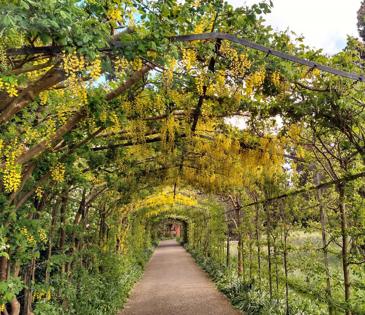 Andy Scott sent in this photo of the Laburnum Walk in the Wilderness Gardens at Hampton Court Palace