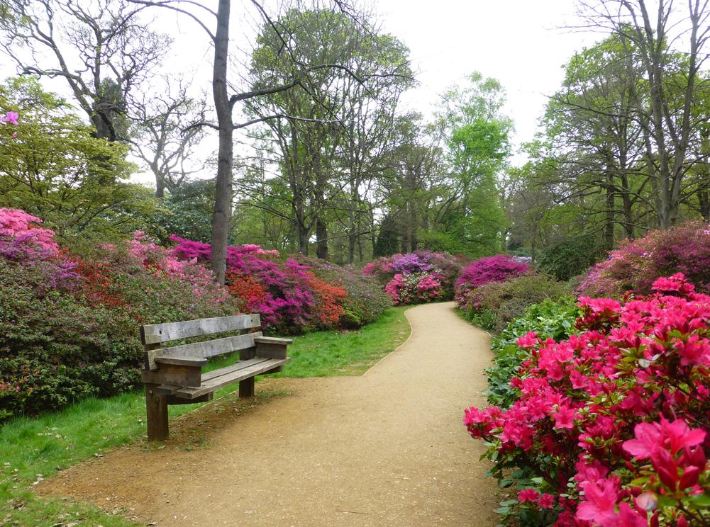 Jutta Raftery sent in this photo of the Isabella Plantation in Richmond Park