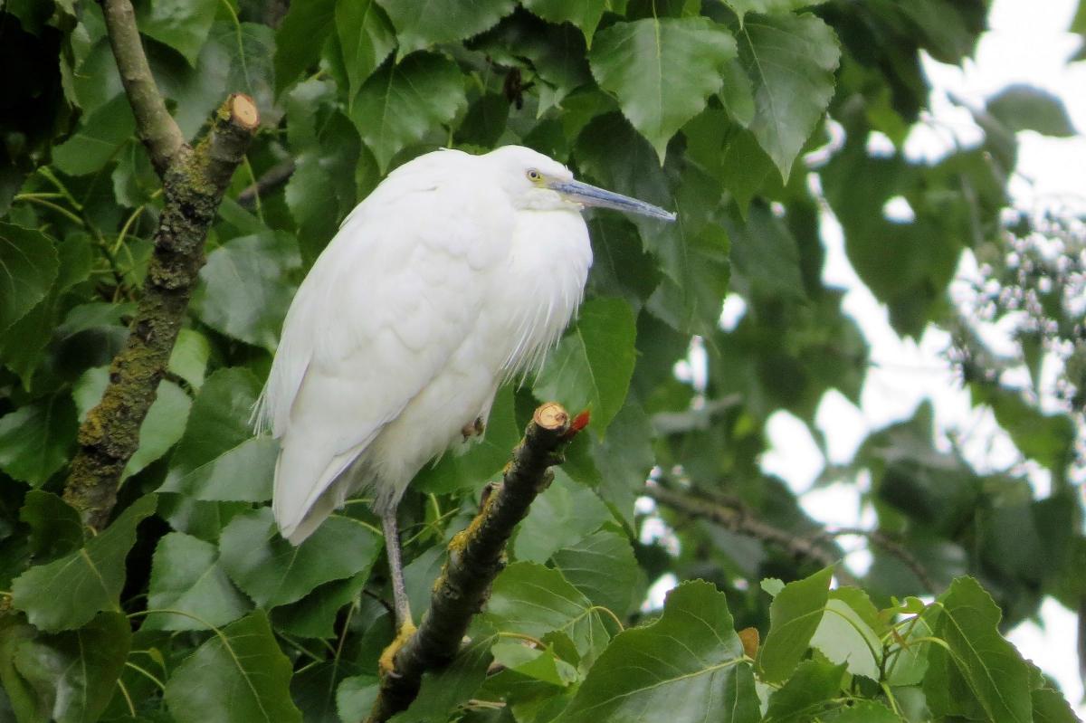 Nigel Jackman sent in this photo of a little egret, a member of the heron family, perched in a tree in his Chessington garden. Little egrets are usually found by estuaries, lakes and riversides.