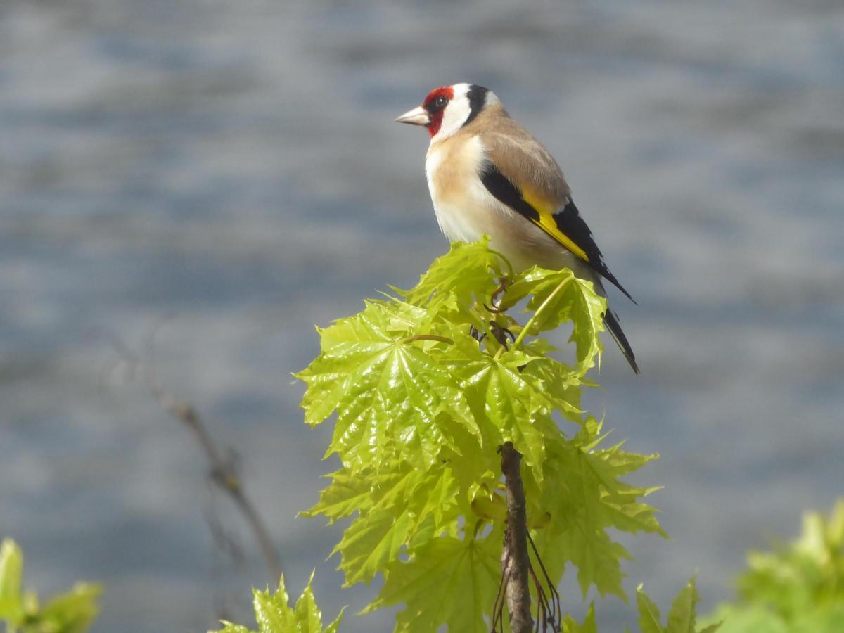 Verna Evans sent in this photo of a goldfinch perched on the top of a tree on Kingston riverside, shot through the window of John Lewis café.