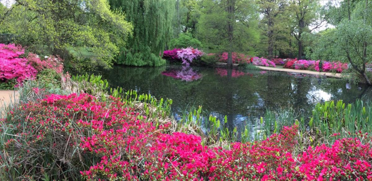 Richard Harris sent in this strikingly colourful photo, taken in Isabella Plantation, Richmond Park.