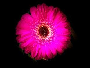 Beth Watts, Epsom 'Flower Spotlight'