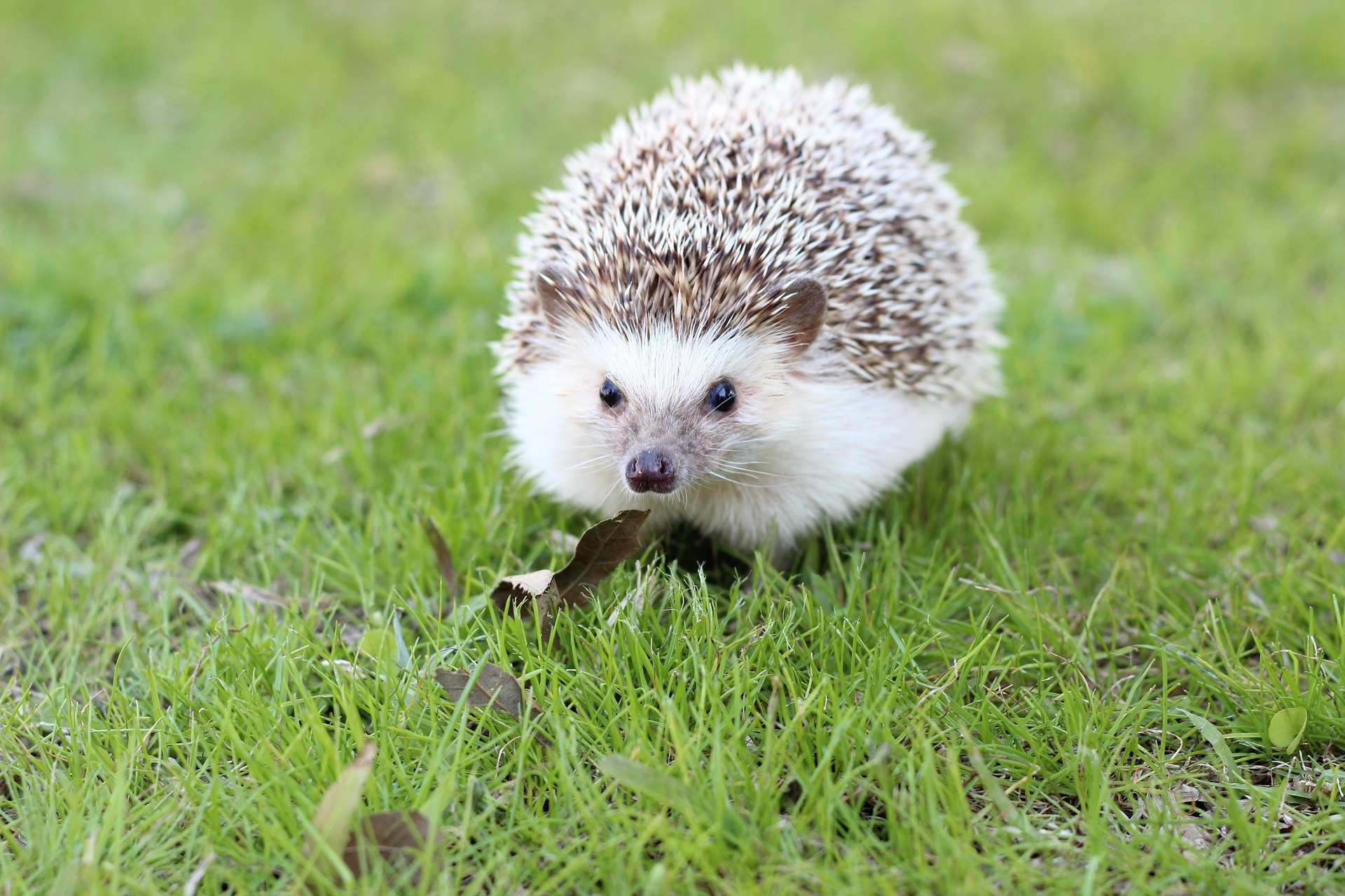 Hedgehogs in Surrey and across UK at risk of extinction | Surrey Comet
