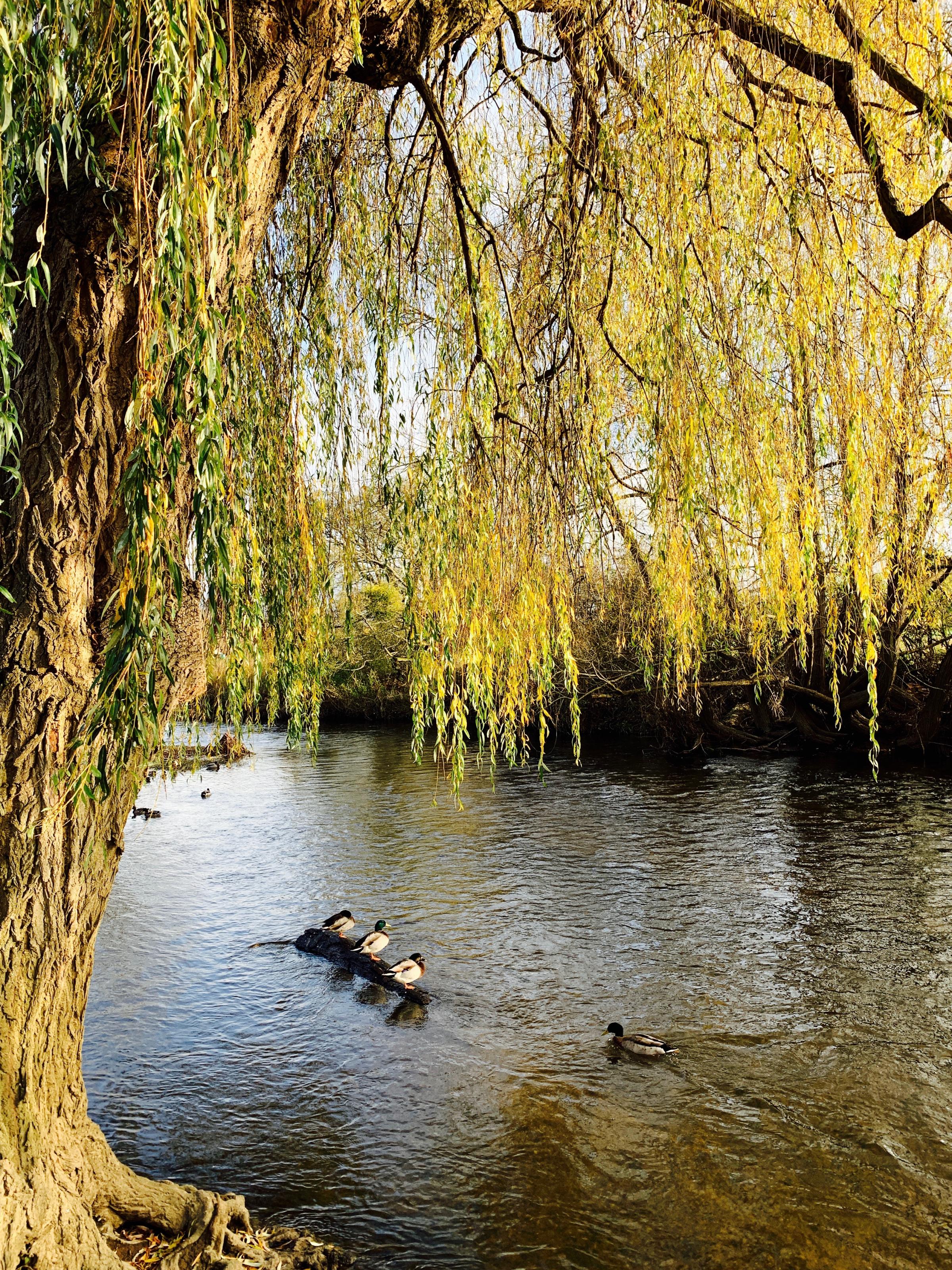 Two Bodies Found in Surrey Rivers : Thames and Mole by Navik Mendis, Hampton School - Vimarsana News