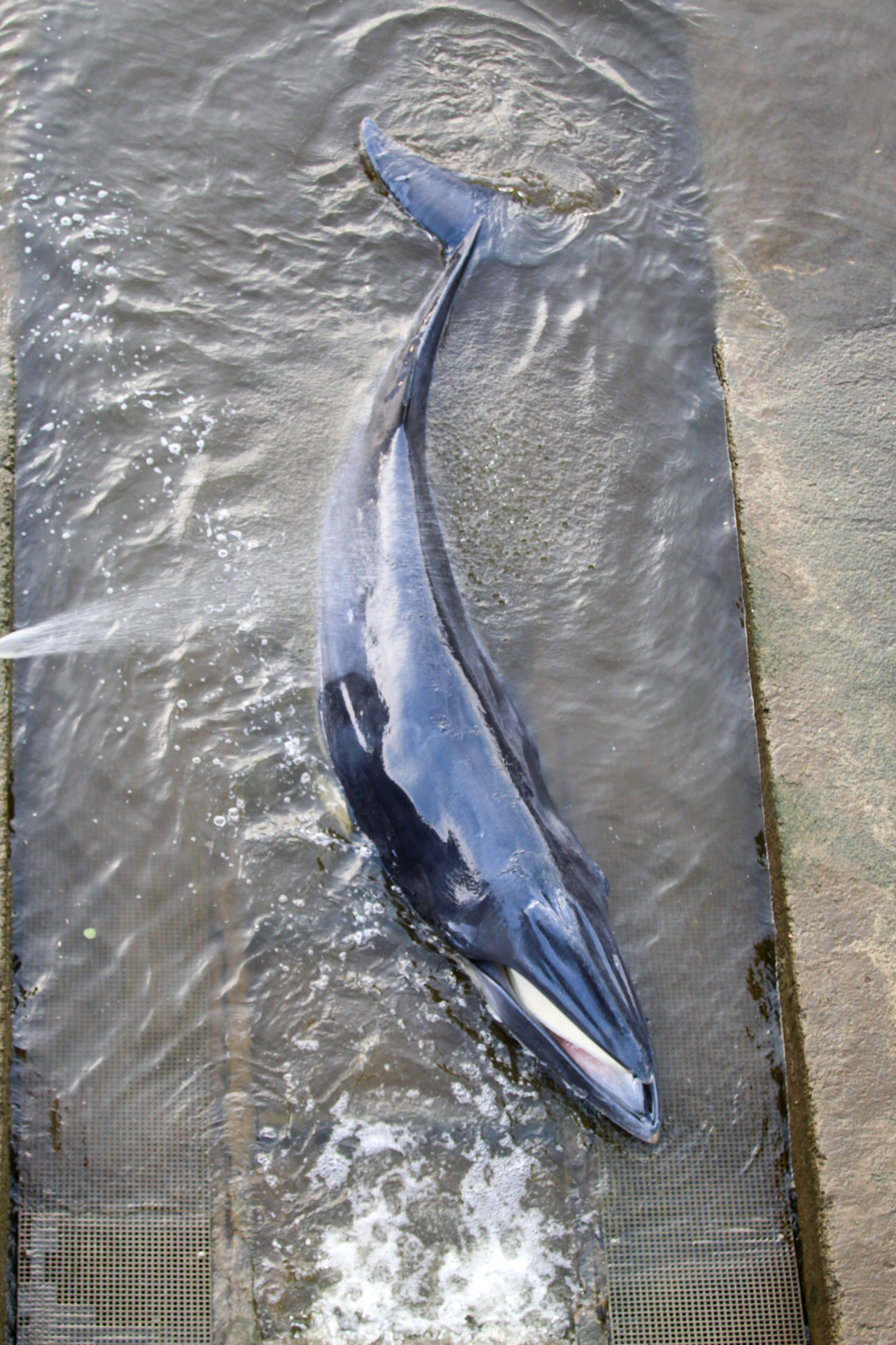 Mink whale stranded in Teddington Lock
