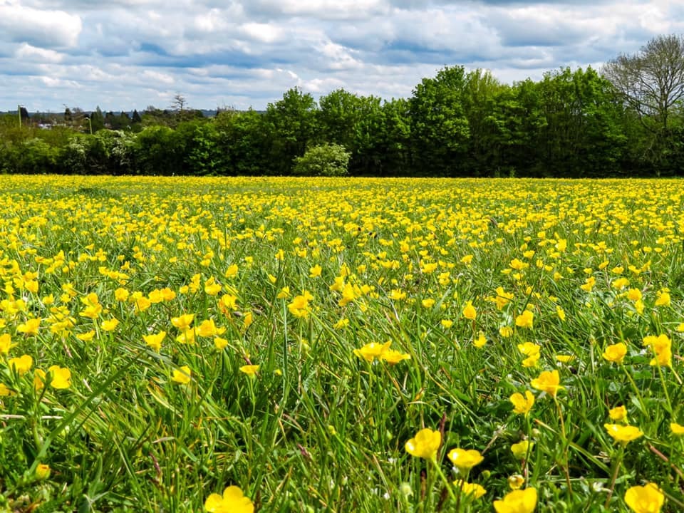 A wonderful field of buttercups near Chiswell Green. Picture: Christine Clb