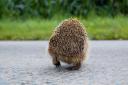 Hedgehog populations have declined drastically in recent years. Image: Denis Defreyne via Flickr