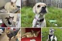 Can you give any of these Dorset RSPCA pets a home?