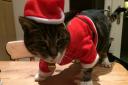 Animals wearing Christmas clothes. Just because...