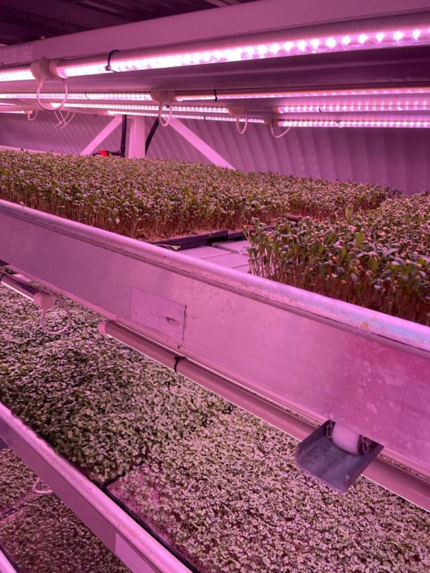 Surrey Comet: Micro greens are grown under LED lights 