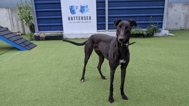 Surrey Comet: Battersea has loads of dogs looking for new homes. (Battersea)