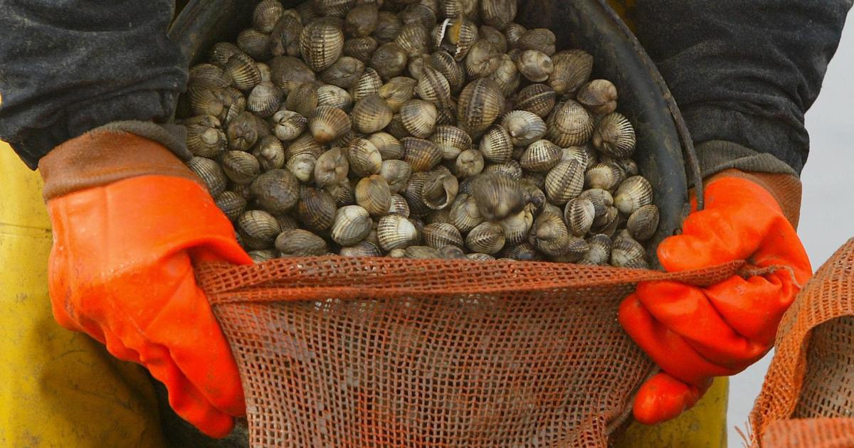Shellfish 'forgotten victims' of sewage polluting UK waters say Lib Dems - Vimarsana News