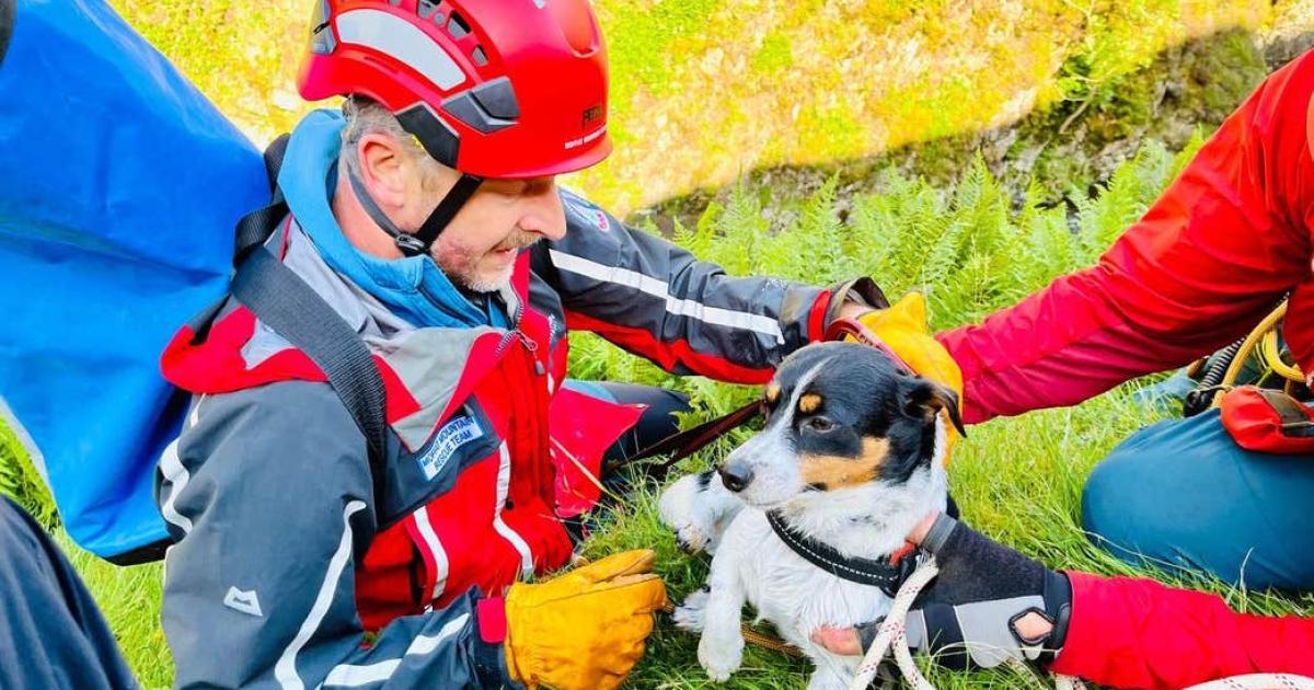 Dog rescued after 60m waterfall plunge - Vimarsana News