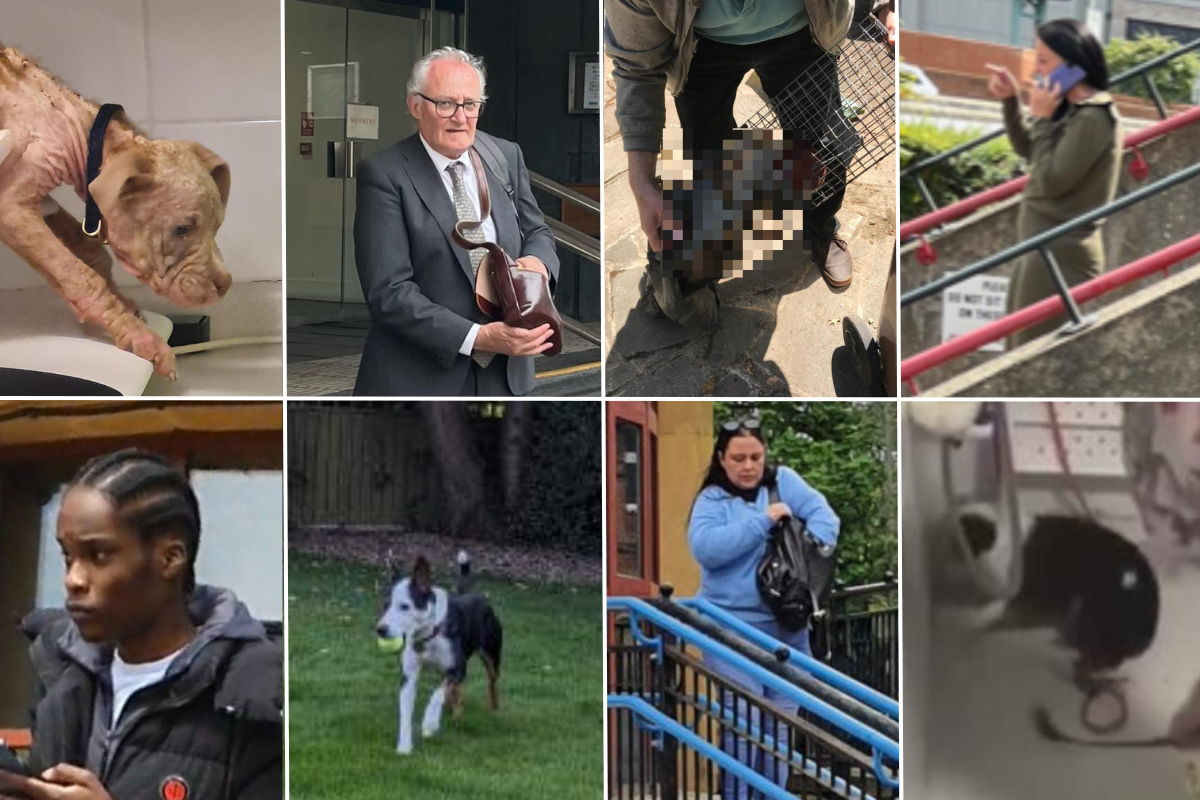 Seven Londoners prosecuted for animal cruelty this year - Vimarsana News