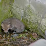Screenshot from Wildlife Aid video shows baby fox as it is rescued in Surbiton. Image: Wildlife Aid via YouTube