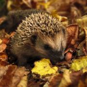 Each hedgehog will have information about how habitat loss and climate change are affecting their survival and how everyday people can combat this
