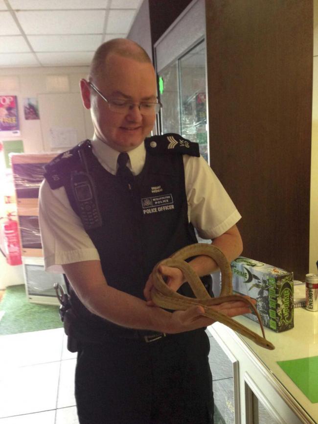 Captured: the harmless corn snake was apprehended by Sgt Bob Whitehead of Kingston police