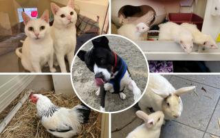Can you provide any of these animals with a home?