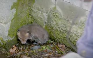 Screenshot from Wildlife Aid video shows baby fox as it is rescued in Surbiton. Image: Wildlife Aid via YouTube