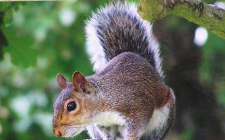 Squirrels are busy gathering acorns to see them through the colder months
